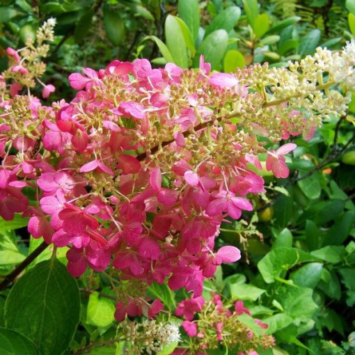 Set of 3 pcs - Bouquet Hydrangeas in P9/C1 pots