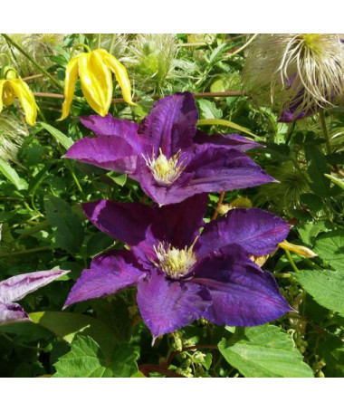 Clematis 'Lech Kaczyński'