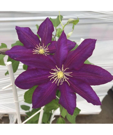 Clematis 'Lech Kaczyński'