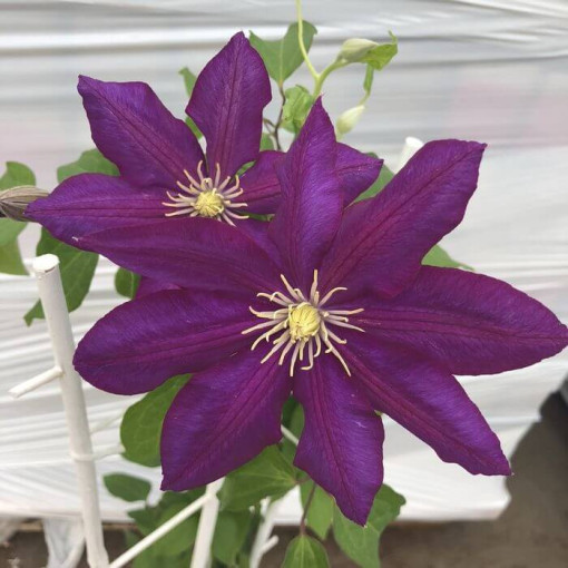 Clematis 'Lech Kaczyński'
