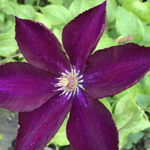Clematis 'Lech Kaczyński'