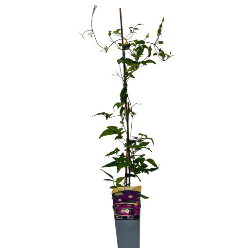 Clematis 'Lech Kaczyński'