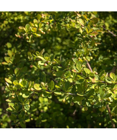 Barberry 'Green Way' P9/C1