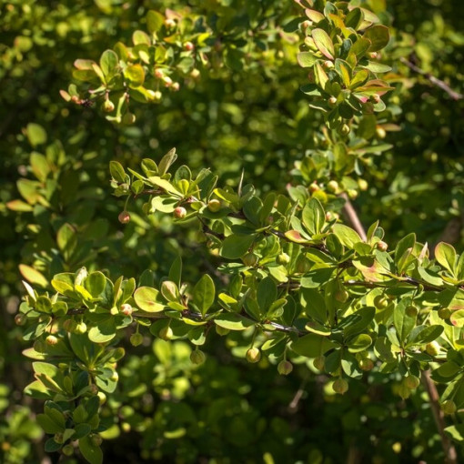 Barberry 'Green Way' P9/C1