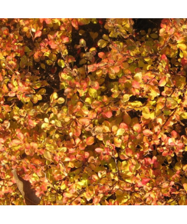 Barberry 'Green Way' P9/C1