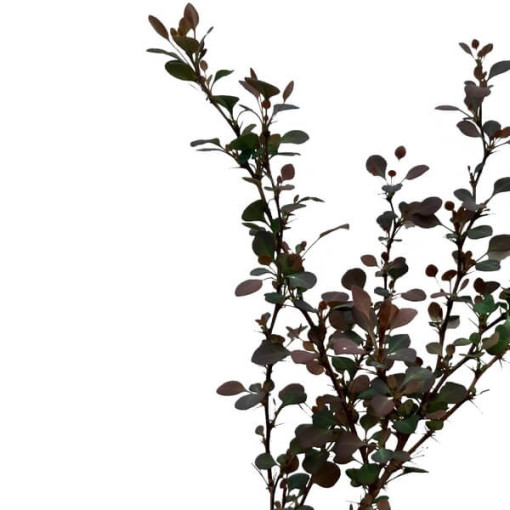 Barberry 'Green Way' P9/C1