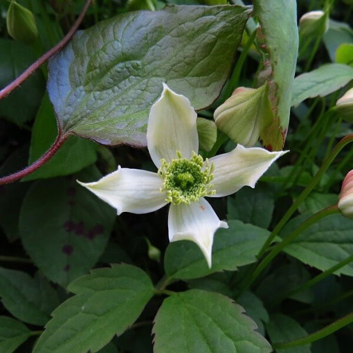 Mountain Clematis Montana 'Wilsonii' pot. 2L