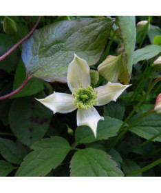 Mountain Clematis Montana 'Wilsonii' pot. 2L