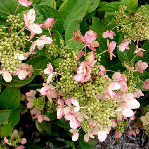 Set of 3 pcs - Bouquet Hydrangeas in P9/C1 pots