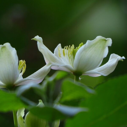 Mountain Clematis Montana 'Wilsonii' pot. 2L