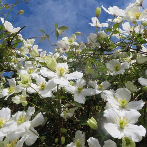 Mountain Clematis Montana 'Wilsonii' pot. 2L