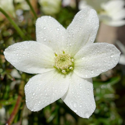 Clematis 'Joe' pot. 2L