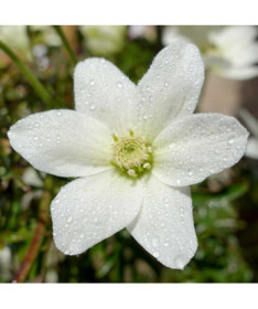 Clematis 'Joe' pot. 2L