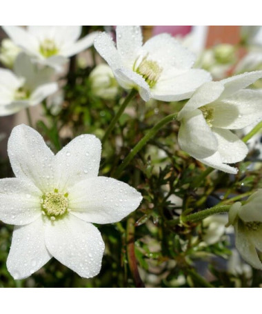 Clematis 'Joe' pot. 2L