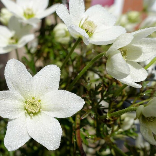 Clematis 'Joe' pot. 2L