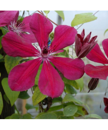 Clematis Allanah (large-flowered) pot. 2L