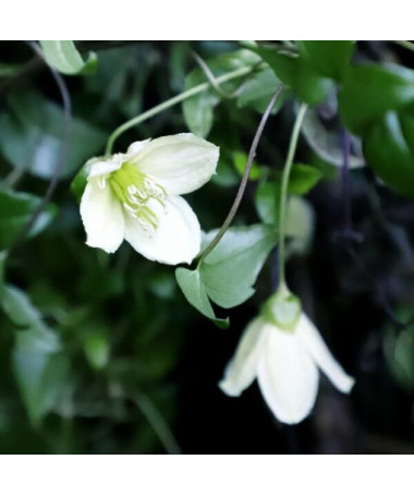 Clematis Cirrhosa 'Jingle Bells' pot. 2L