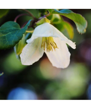 Clematis Cirrhosa 'Jingle Bells' pot. 2L