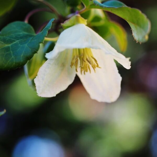 Clematis Cirrhosa 'Jingle Bells' pot. 2L