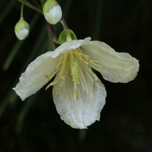 Clematis Cirrhosa 'Jingle Bells' pot. 2L