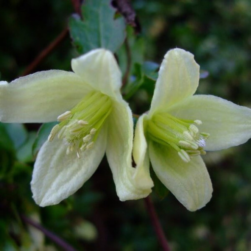 Clematis Cirrhosa 'Wisley Cream' pot. 2L