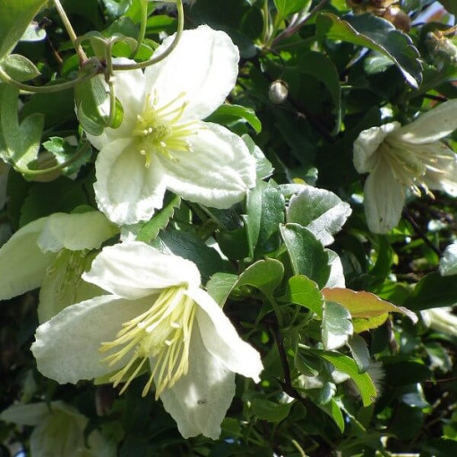 Clematis Cirrhosa 'Wisley Cream' pot. 2L