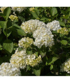 Garden Hydrangea 'Madame Emilie Mouillere' pot size P9/C1