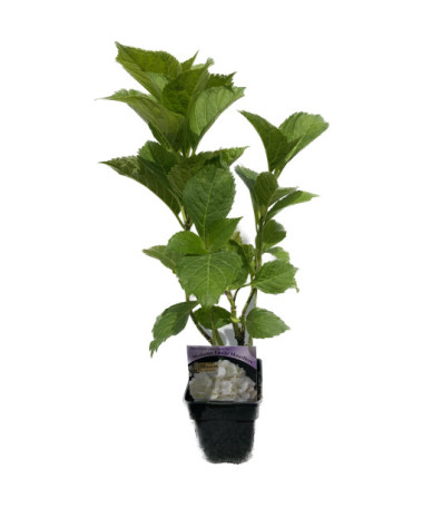 Garden Hydrangea 'Madame Emilie Mouillere' pot size P9/C1