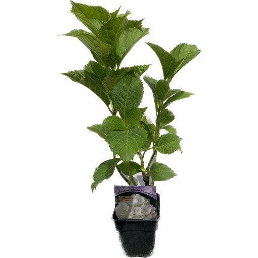 Garden Hydrangea 'Madame Emilie Mouillere' pot size P9/C1