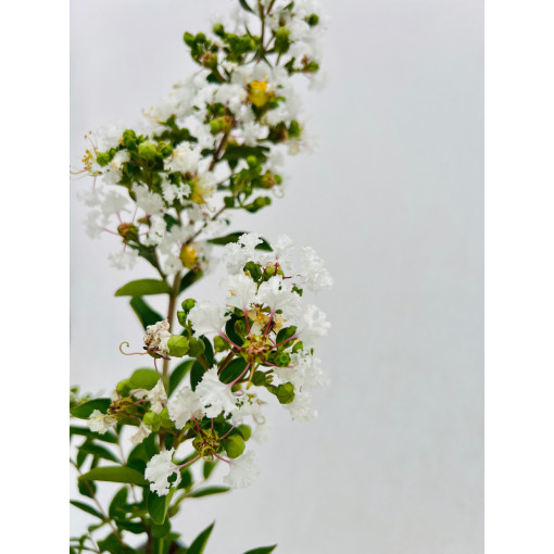 Indian Lagerstroemia White (Noon-free) P9/C1