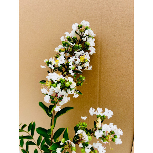 Indian Lagerstroemia White (Noon-free) P9/C1