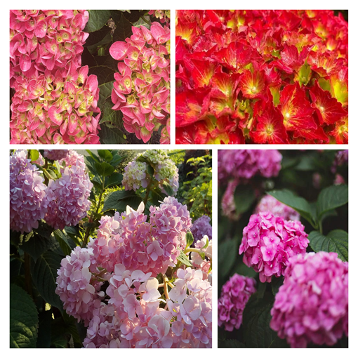 Set of 4 pcs - Garden Hydrangeas in 2L containers
