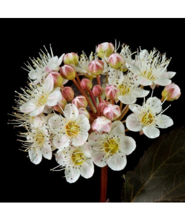 Viburnum opulus 'Red Baron'