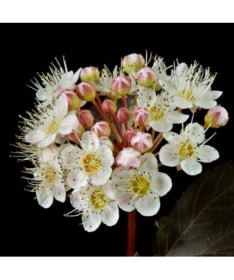 Viburnum opulus 'Red Baron'