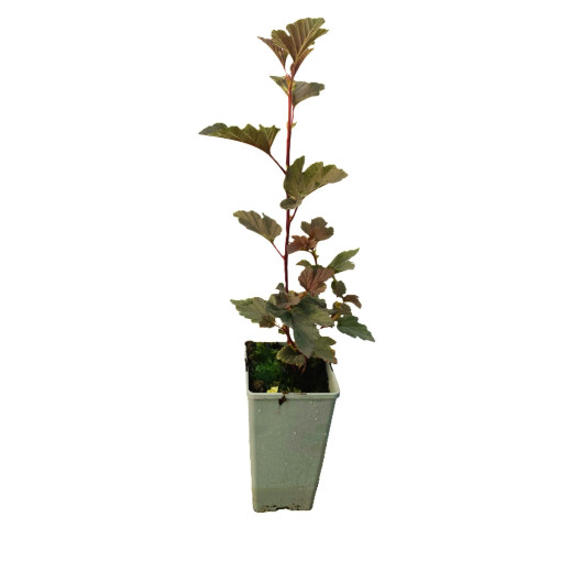 Viburnum opulus 'Red Baron'