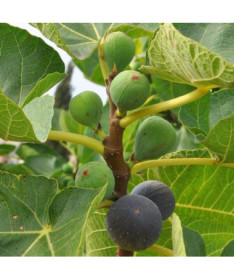 Common Fig 'Brown Turkey' pot, 2L