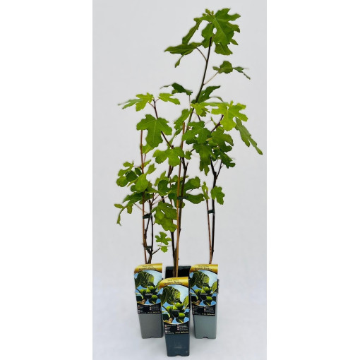 Common Fig 'Brown Turkey' pot, 2L