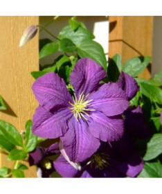Clematis 'Etoile Violette' 4L pot
