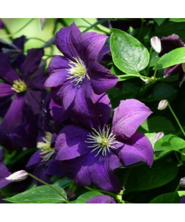 Clematis 'Etoile Violette' 4L pot