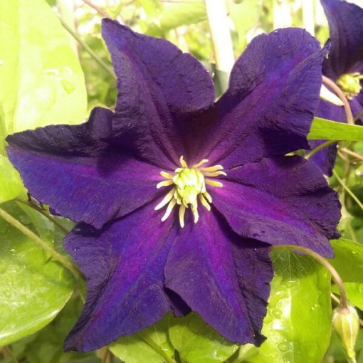 Clematis 'Etoile Violette' 4L pot