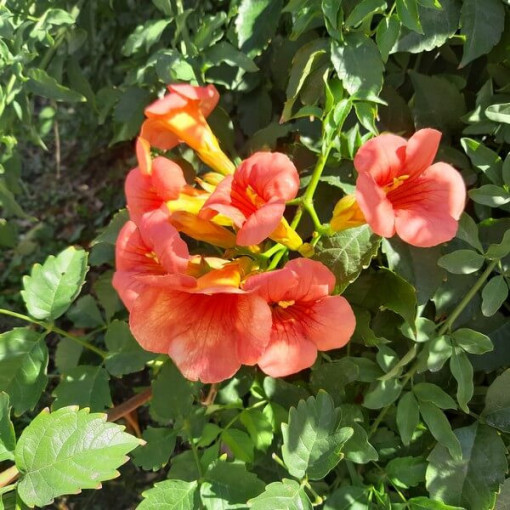 American Trumpet Vine, 4L pot