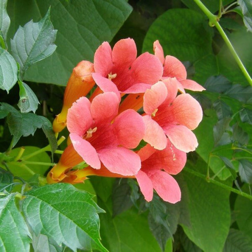 American Trumpet Vine, 4L pot
