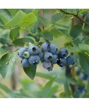 American Blueberry Elizabeth pot, 2L