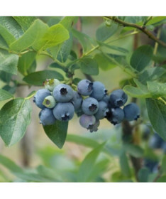 American Blueberry Elizabeth pot, 2L