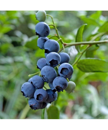Blueberry Brigitta potted, 2L