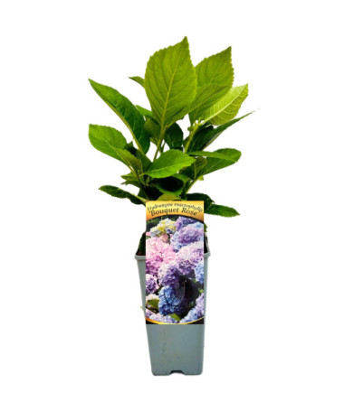 Hydrangea macrophylla Bouquet Rose, 2L pot