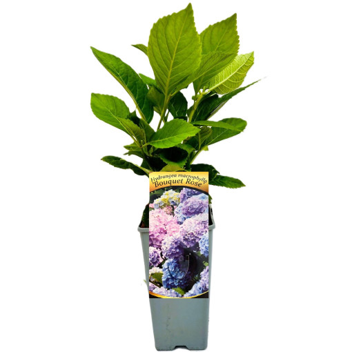 Hydrangea macrophylla Bouquet Rose, 2L pot