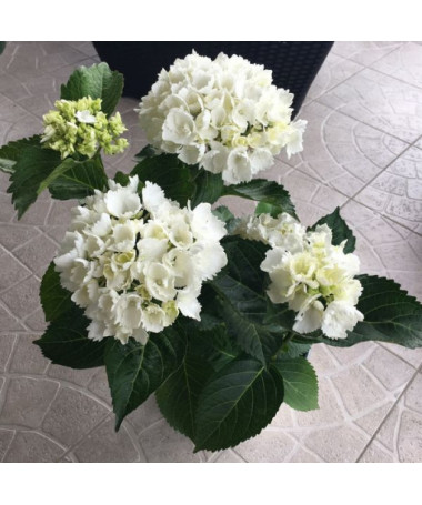 Hydrangea macrophylla Soeur Therese, 2L pot