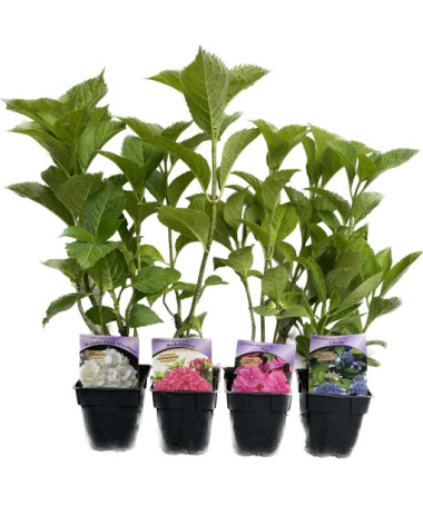 Hydrangea macrophylla Soeur Therese, 2L pot