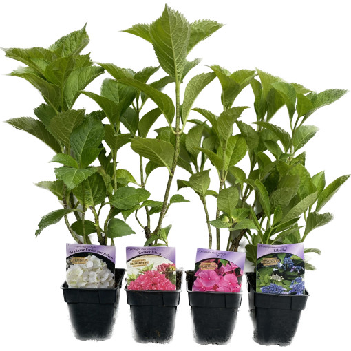 Hydrangea macrophylla Soeur Therese, 2L pot